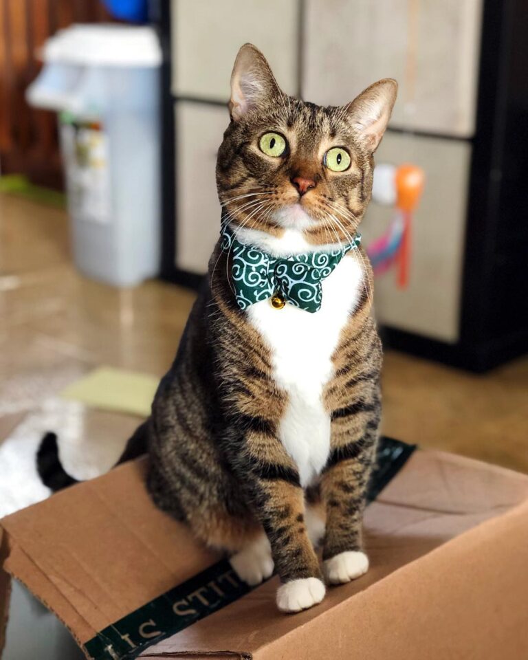 Bentley sporting her new collar for ! . . . #ねこ