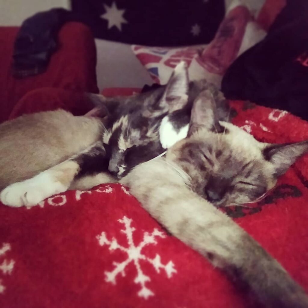 Best sleeping way: together on mom’s lap. . .