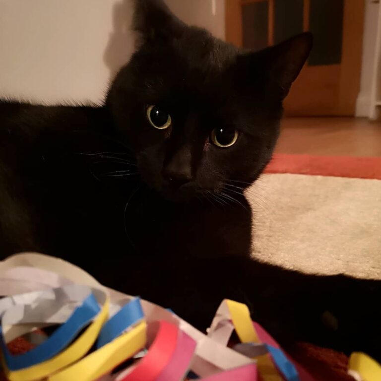 Black panther