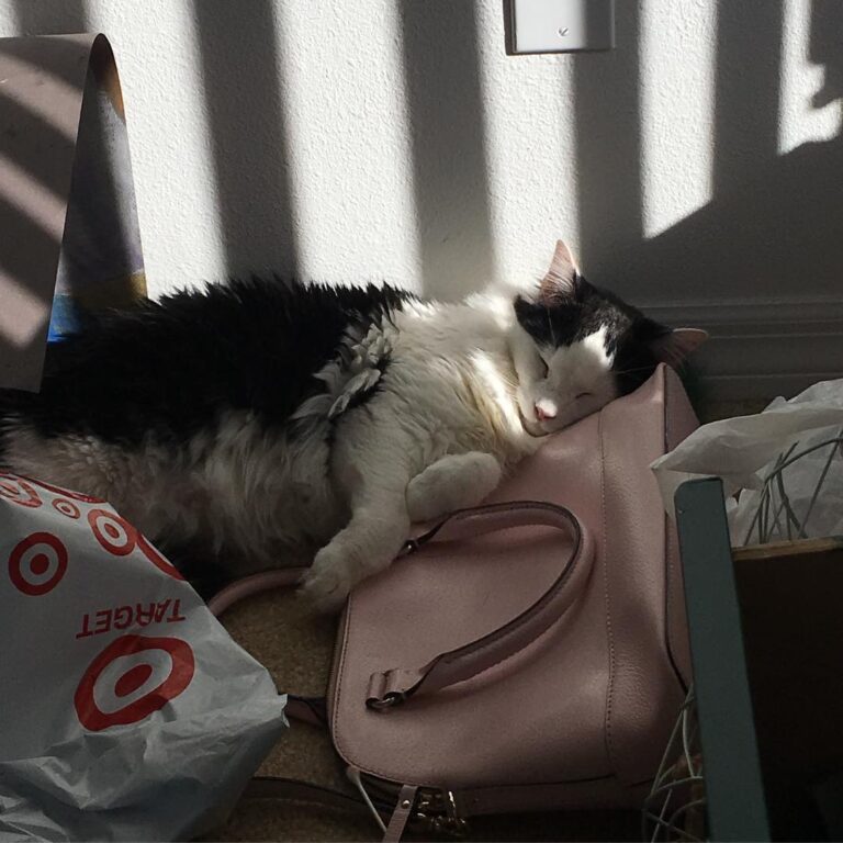 Cat beds are for the poor. I only sleep on my mom’s Kate Spade purse