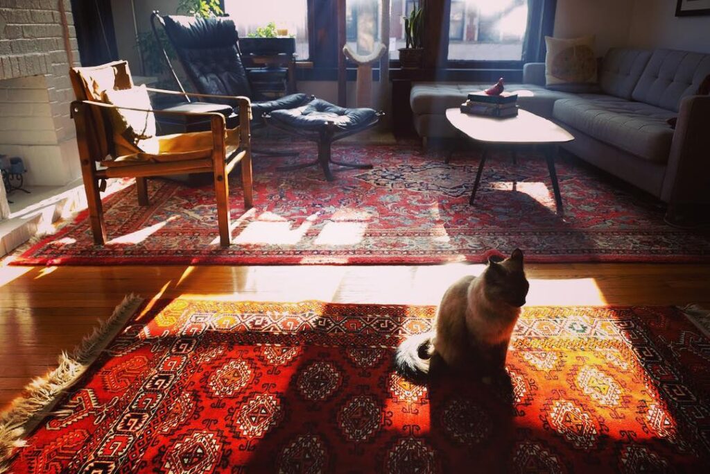 Cat in the morning bacon haze . . .