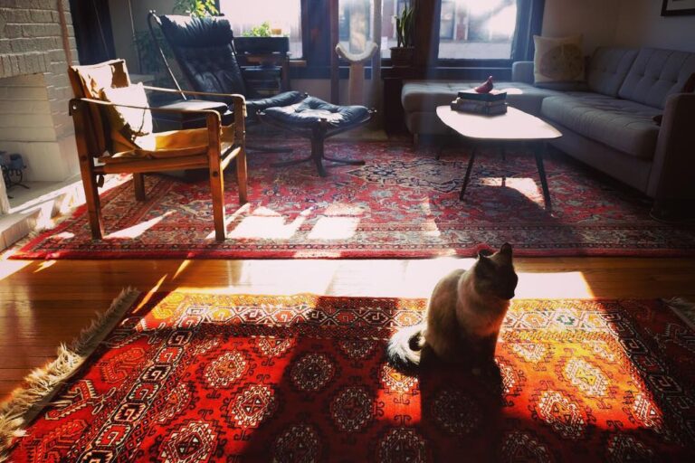 Cat in the morning bacon haze . . .