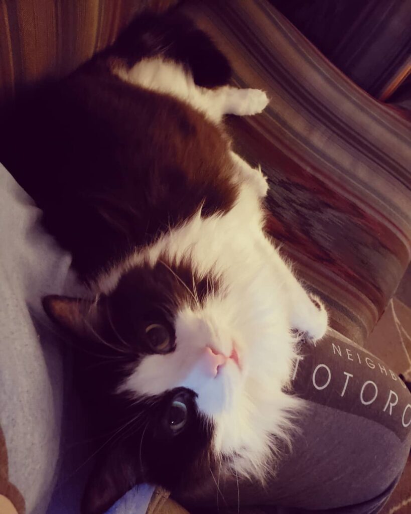 Caturday . . .