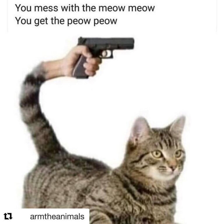 Caturday Cattitude with ・・・ Lmfaooooo