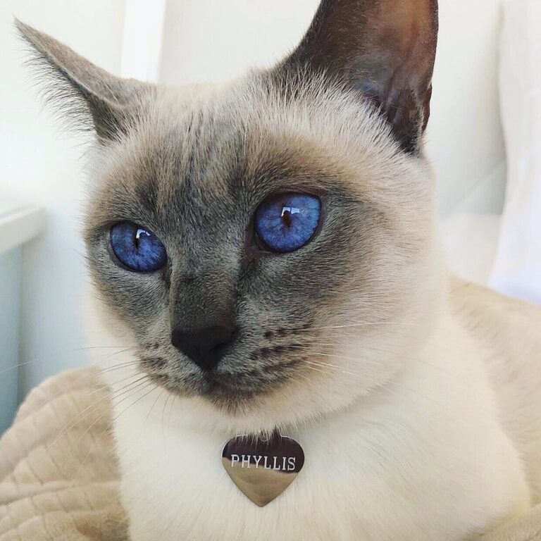 Caturdays are for the girls