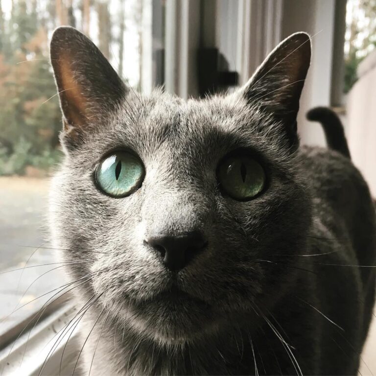 Caturdayyy yaaaaay!