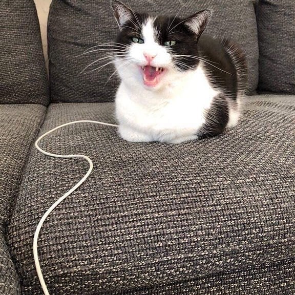 Caught one of these pretty rare charging-cats