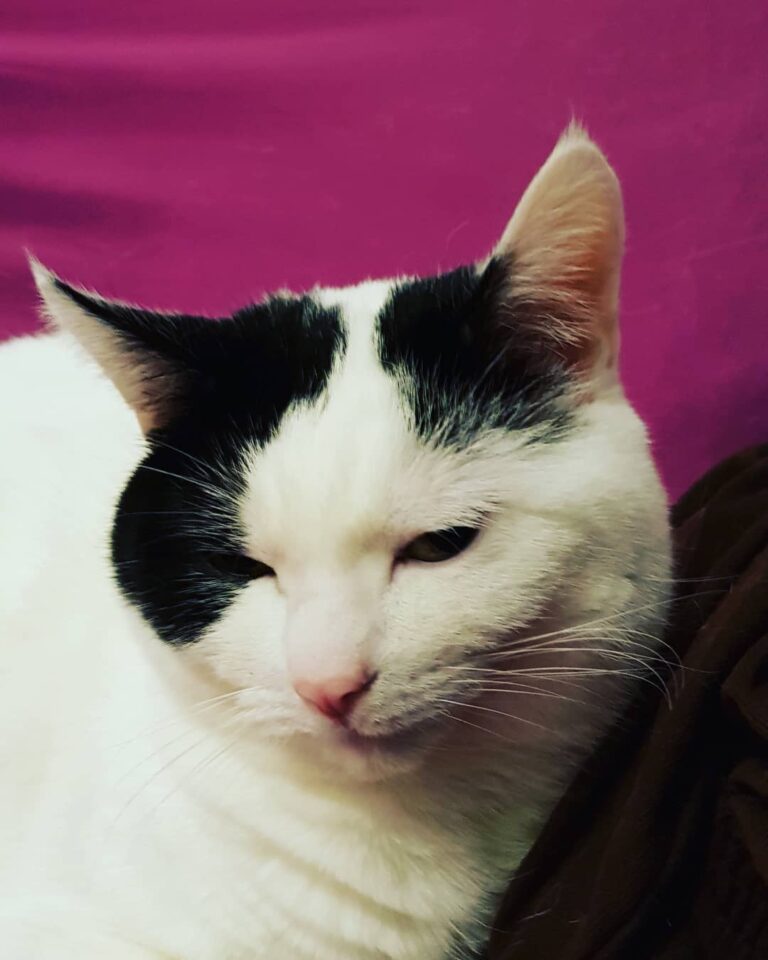 Charmanter Kater Charming cat