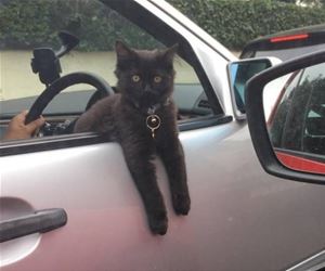 FunnyCatSite