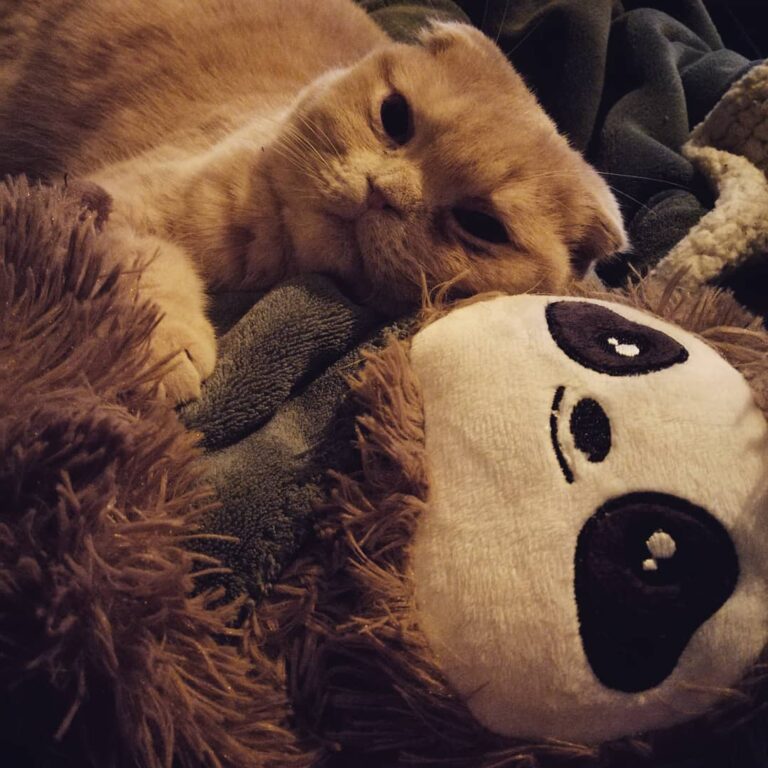 Cuddle buddies