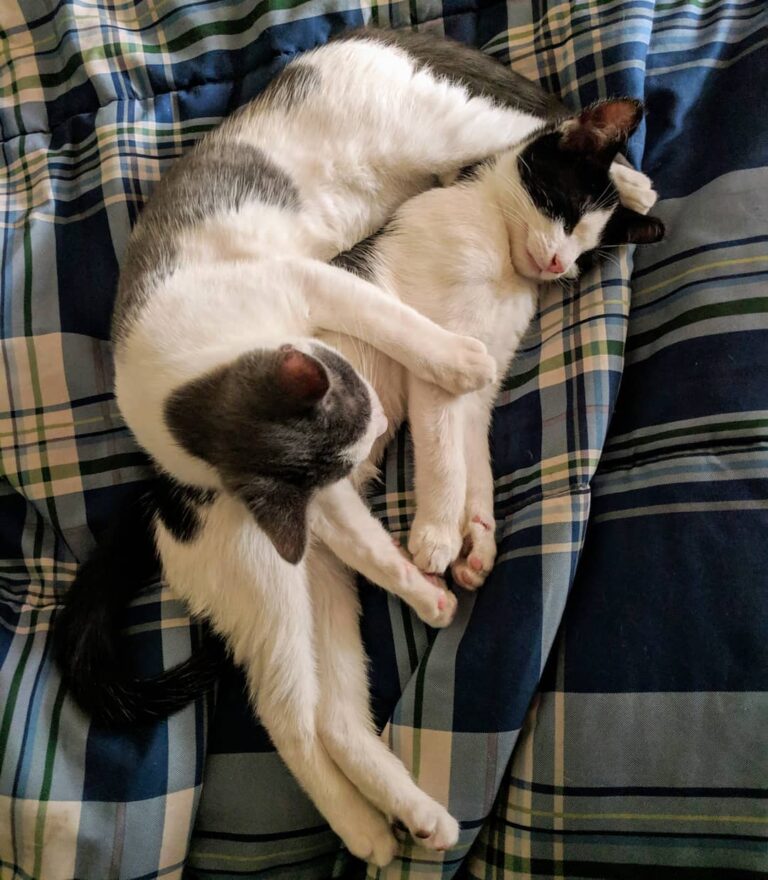 Cuddle buddies for life . . . .