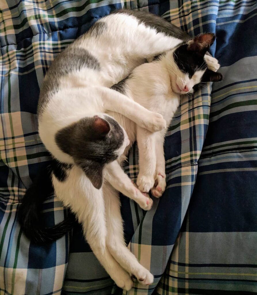 Cuddle buddies for life . . . .