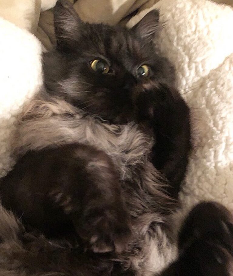 Day 13- paws
