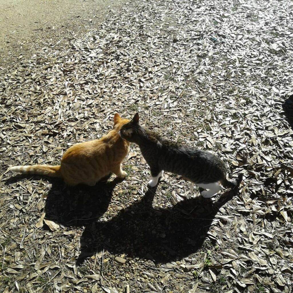 Dirt and Squirrel.