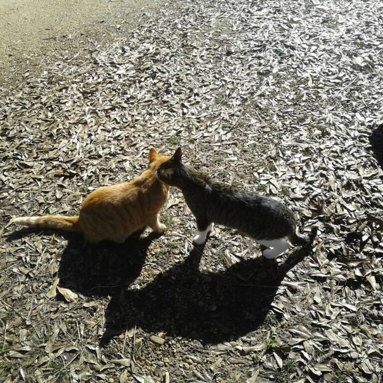 Dirt and Squirrel.