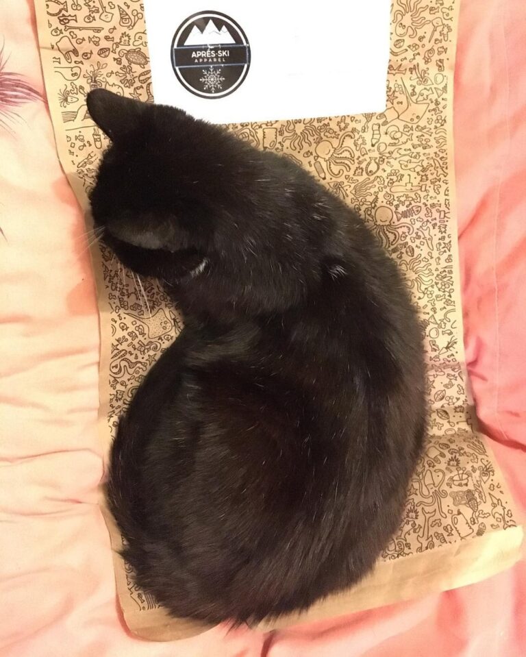 Environmental (and cat) approved packaging. Mine and piggy’s seal of