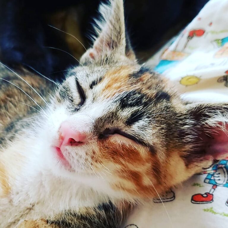 Essa é a Mel! Nasceu dentro do fogão à lenha de pessoas donas de um