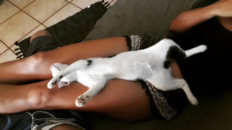 Exhausting living the kitty life in our house… Domino clearly