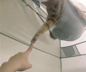 FunnyCatSite