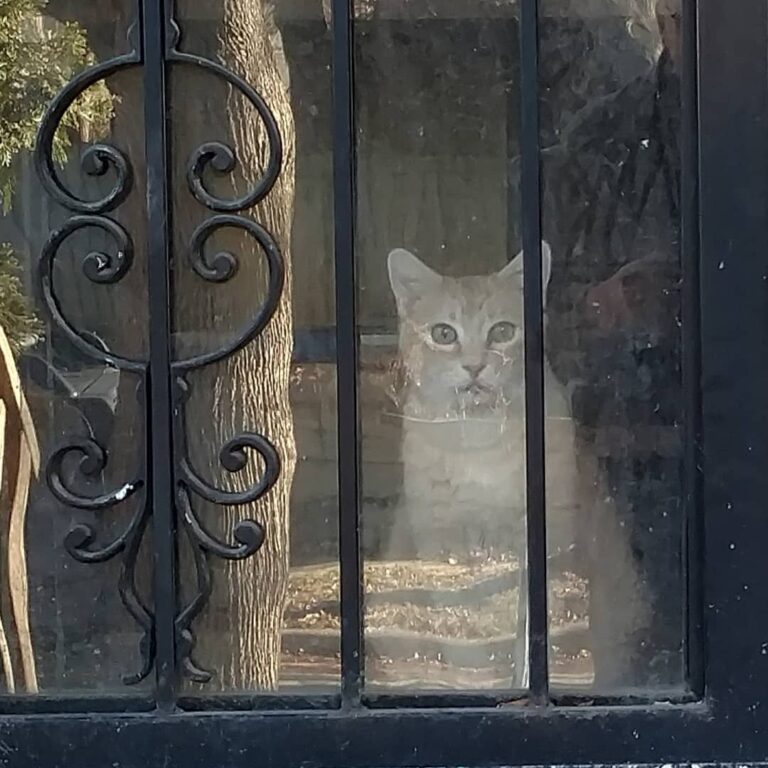 Forgive our filthy winter door. What a joy to see him looking out