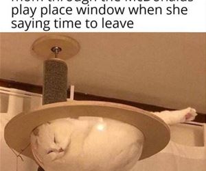 FunnyCatSite