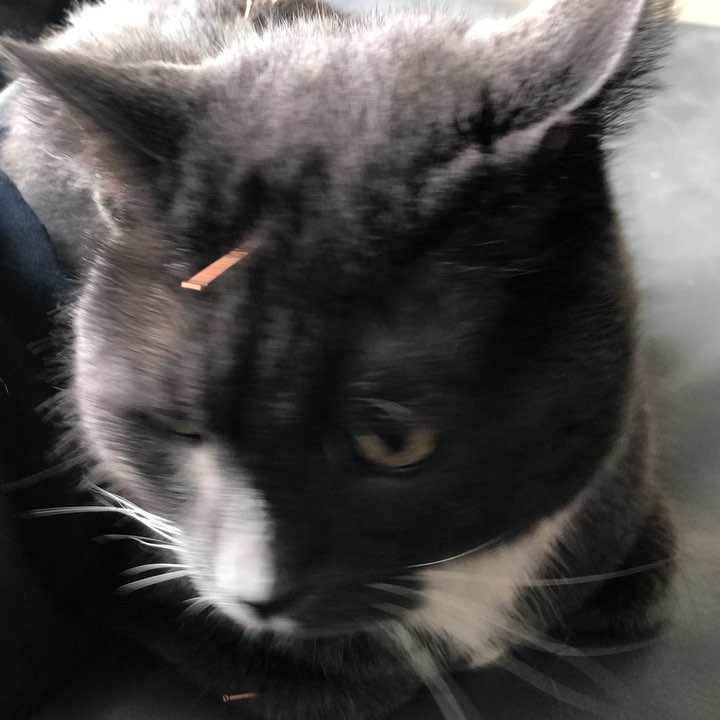 Franklin was diagnosed with chronic renal failure in November. Rather