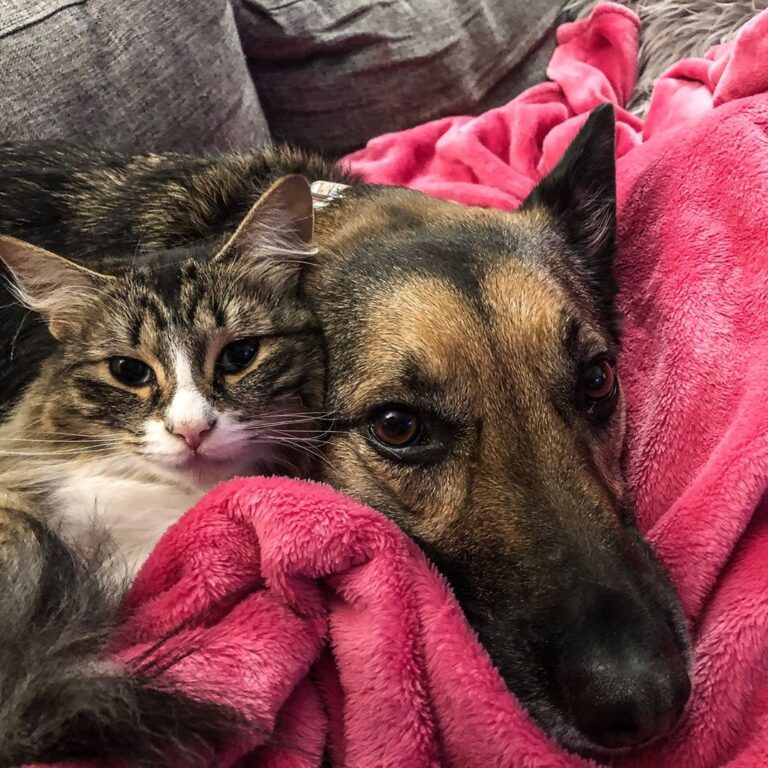 GLOOMY CUDDLES • • •