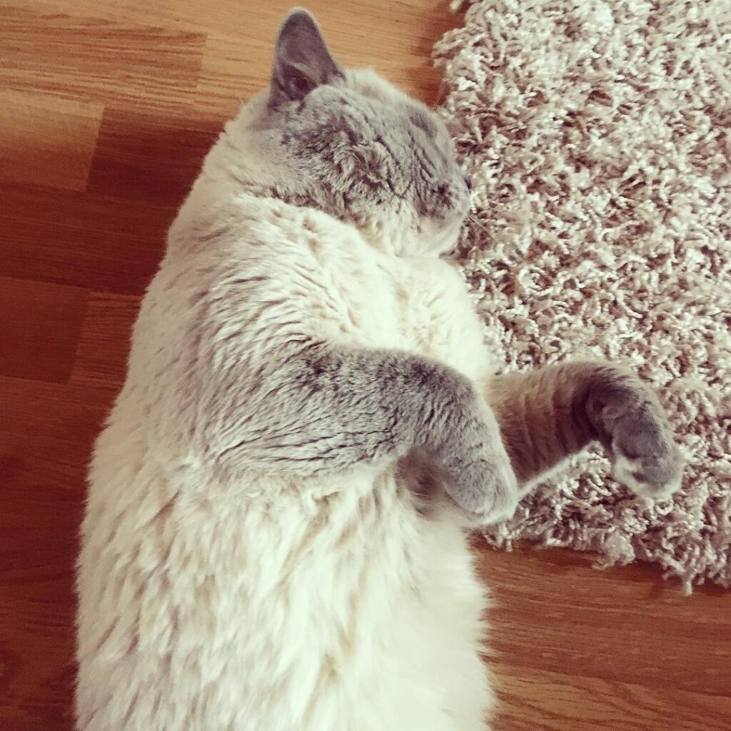 Gemütlichkeit ücktekatzenlady