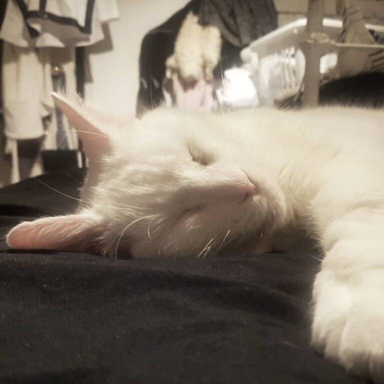 Ghost fell asleep trying to avoid his crazy puppy sister