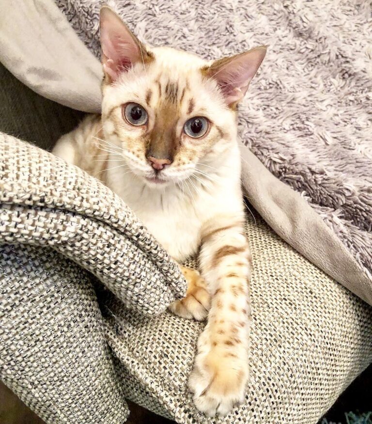 Give me treats human!