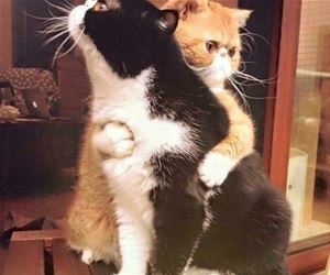 FunnyCatSite
