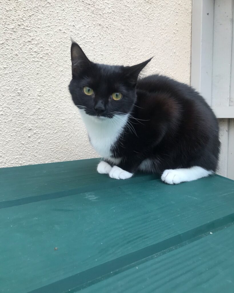 Gorgeous Lola!