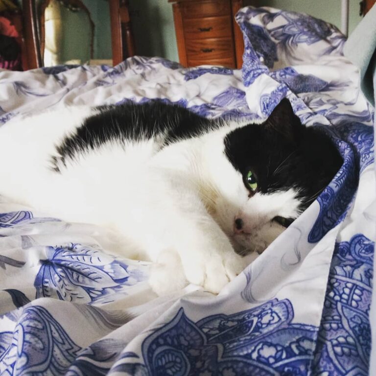 Happy Caturday . . .