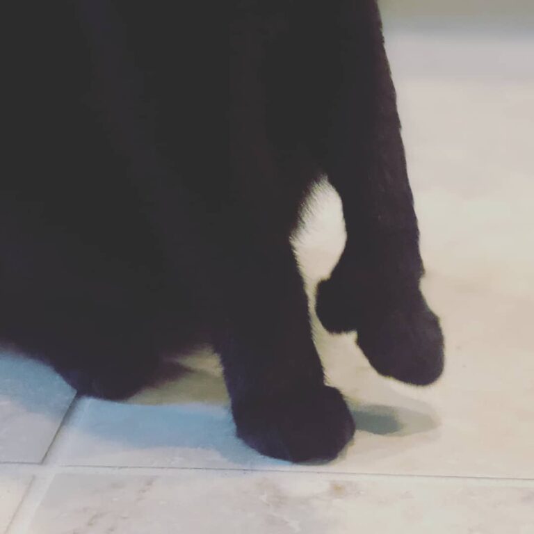 Happy Caturday! Paws and enjoy the beautiful day