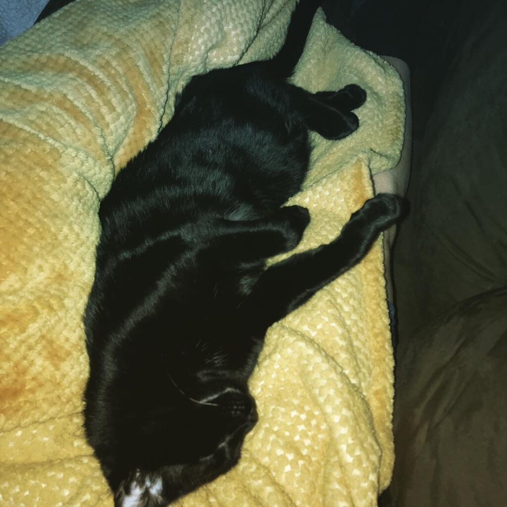 He was just dreaming of something because his paws were just swatting