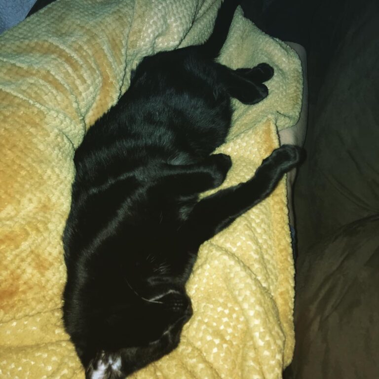 He was just dreaming of something because his paws were just swatting