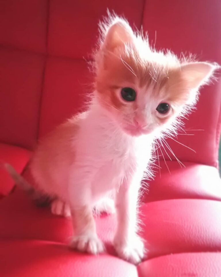 Hello i’m Ozzy. My sweet baby