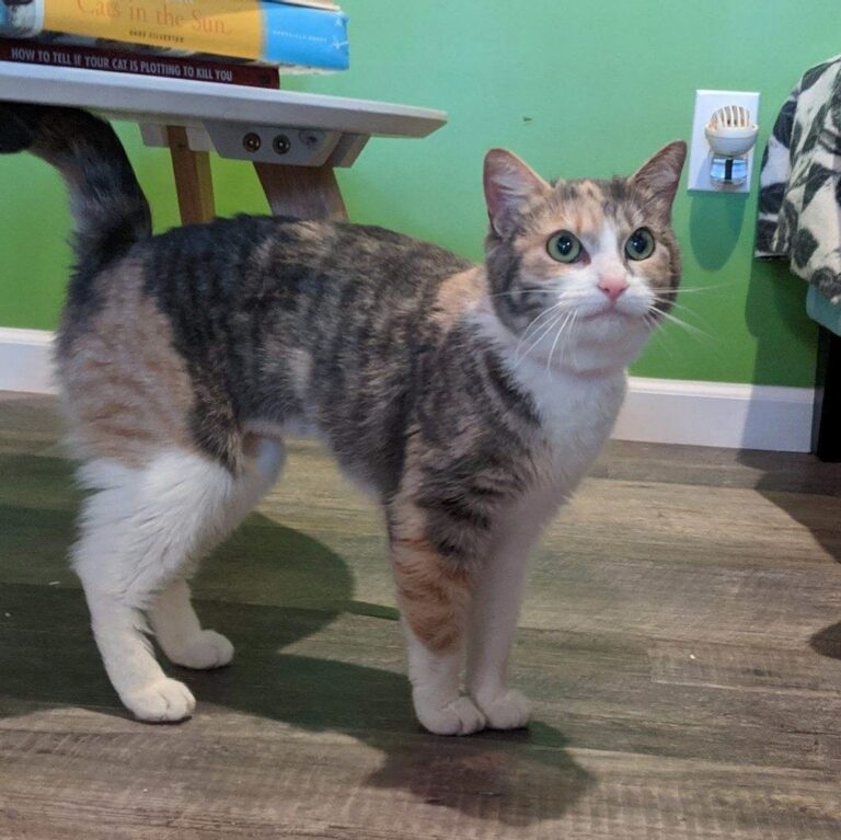 Help us welcome our two newest additions to the Purrfect gang! Meet