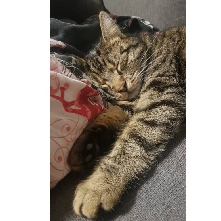 Here is someone knocked out after a playful afternoon in the snow ~
