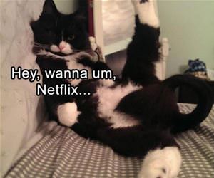 FunnyCatSite