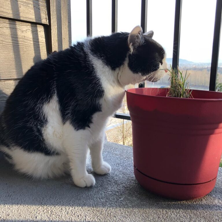Hittin’ the chives early this morning. Happy Caturday!