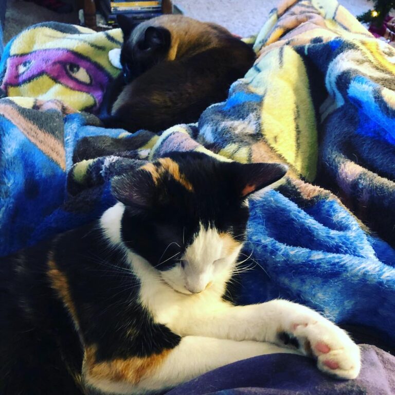 How can I do my laundry if my cats want to cuddle? Paul is being such