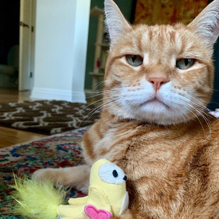 How’d I know the treats were hidden in the closet? Uh…a little bird