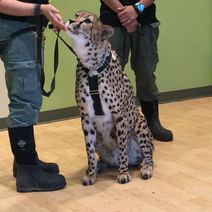 I MET A CHEETAH. . . When the Bronx Zoo sent out an email saying they