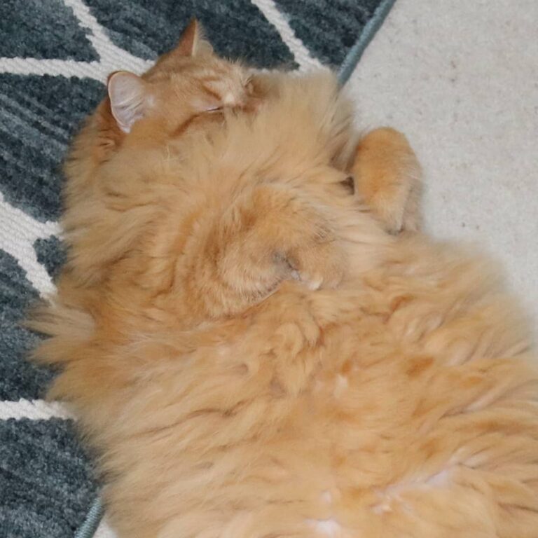 I just snuggle in my own floof when I am napping! I hope your day is