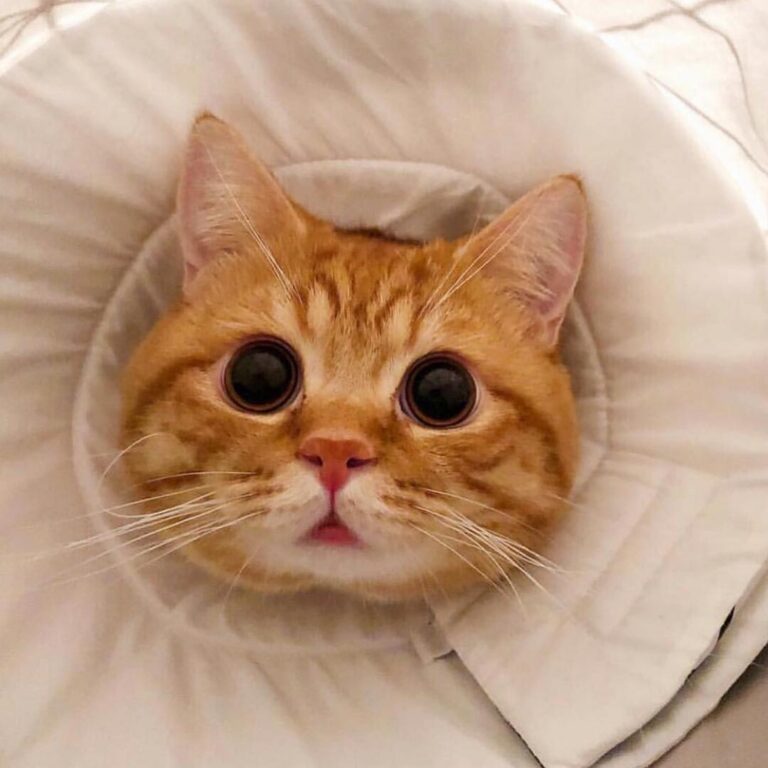 I want one!