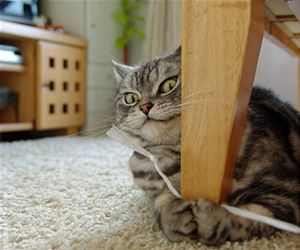 FunnyCatSite