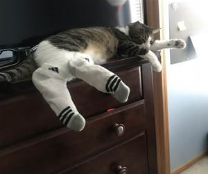 FunnyCatSite