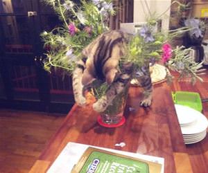 FunnyCatSite