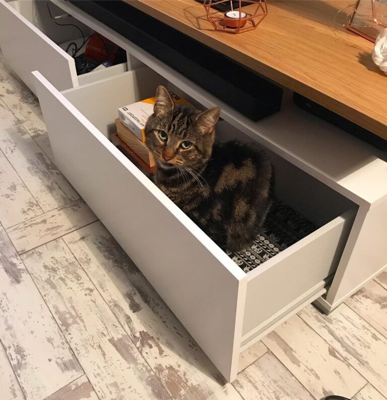 If I fits, I sits